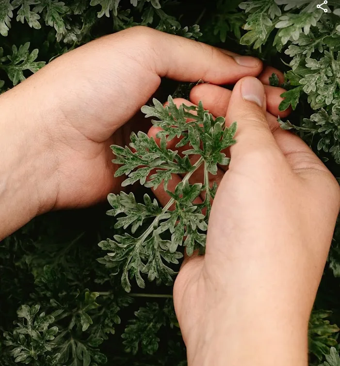 Hands holding fresh botanicals of the kind used in the Domaine EdeM aperitifs