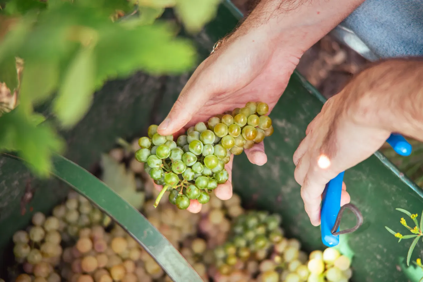 Hands cutting a bunch of white grapes during the harvest
