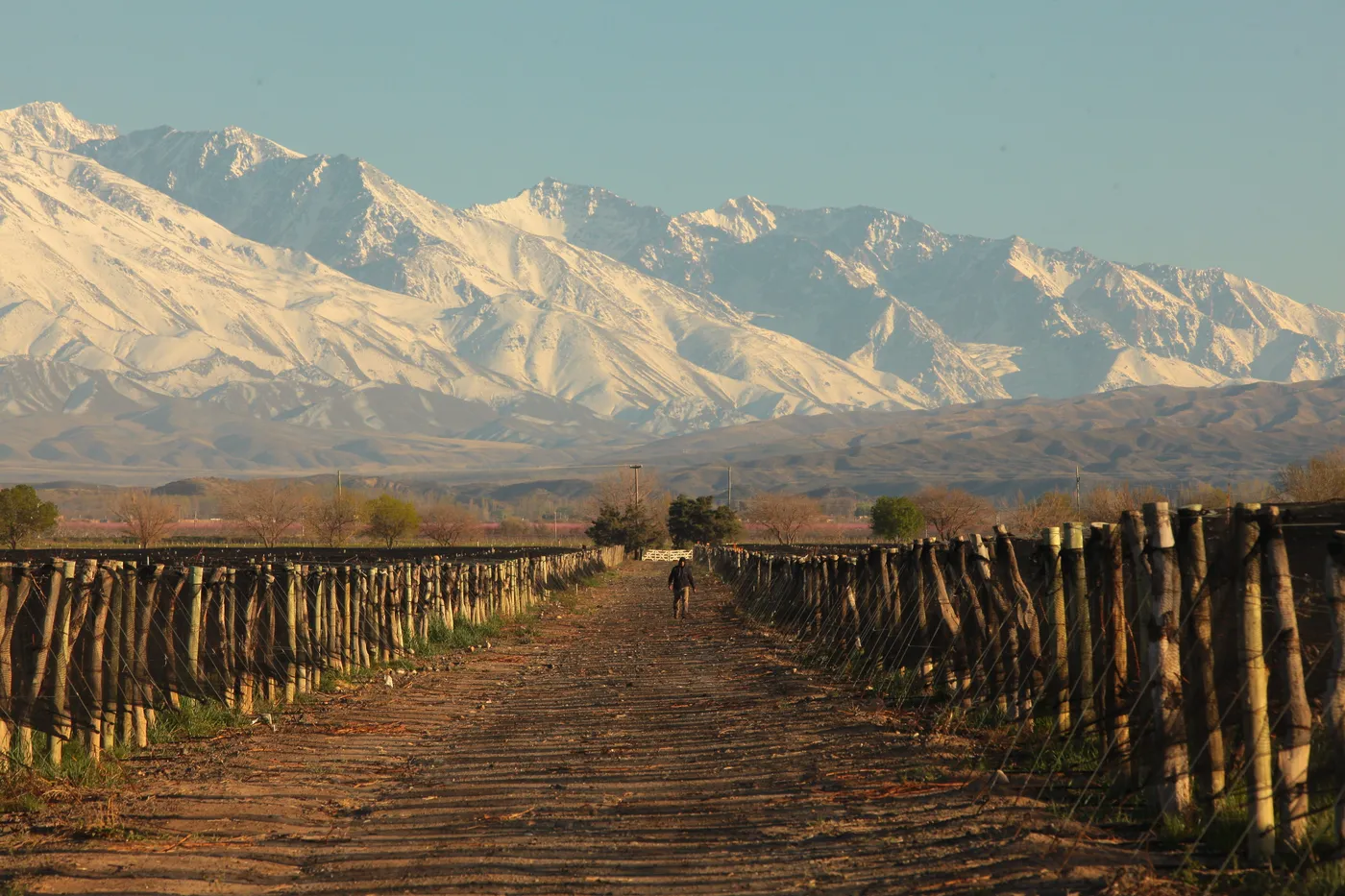 Rows of vines with the snow-capped Andes in the background, in Mendoza