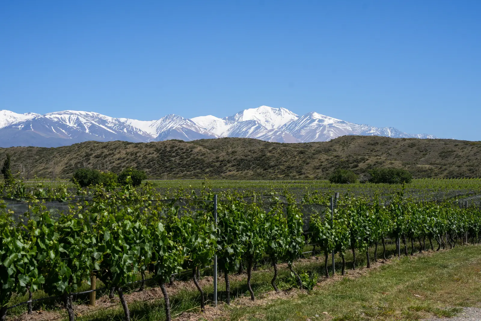 Catena Institute of Wine vineyards at the foot of the snow-capped Andes
