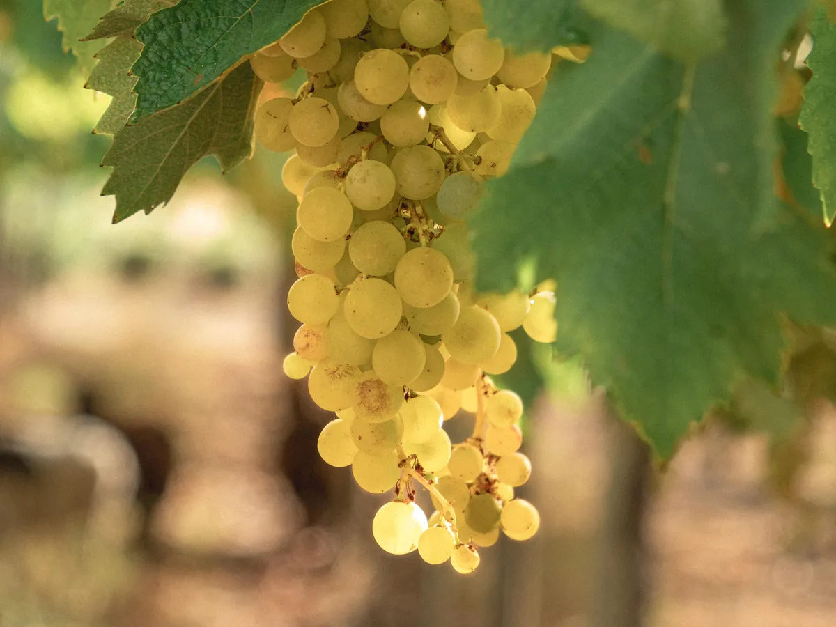 The Drinks Business: The Catena Institute of Wine debuts verjus-driven no and low wine